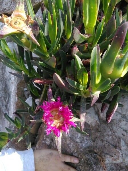 Fico degli Ottentotti 26