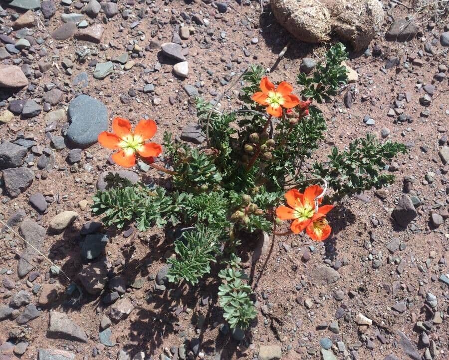 Hypseocharis