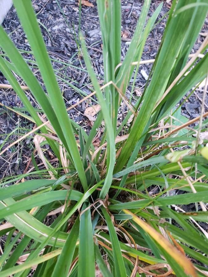 Hemerocallis minor 15