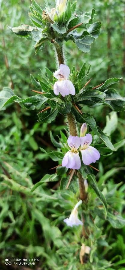 Hygrophila 5
