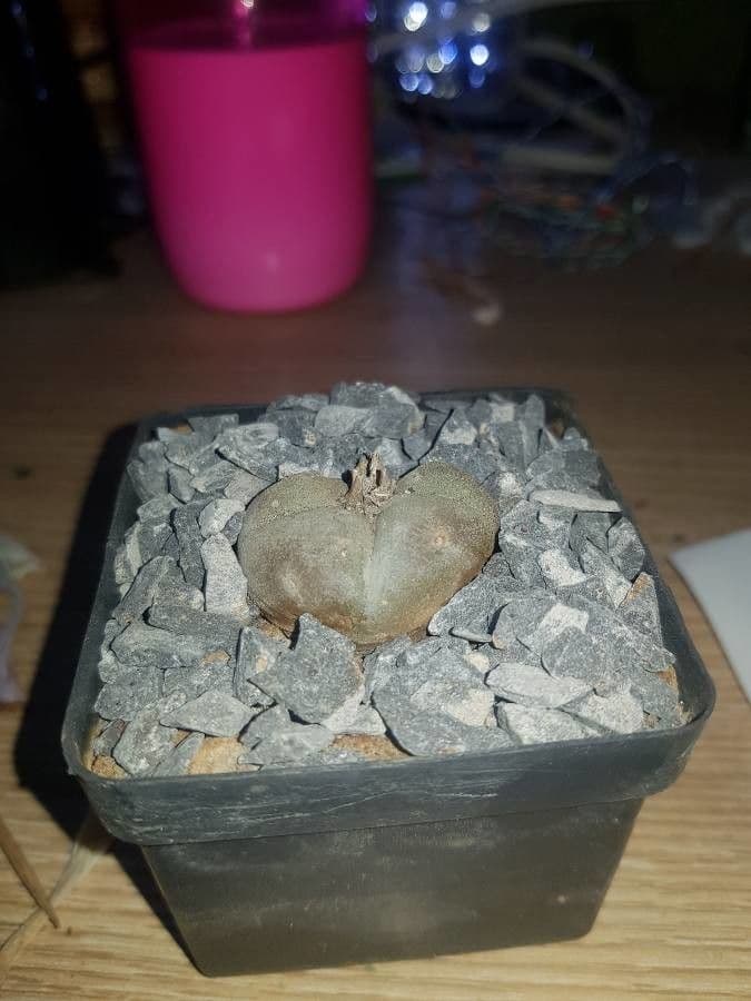 Peyote 21