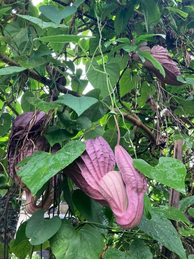 Fiore d'anatra 10