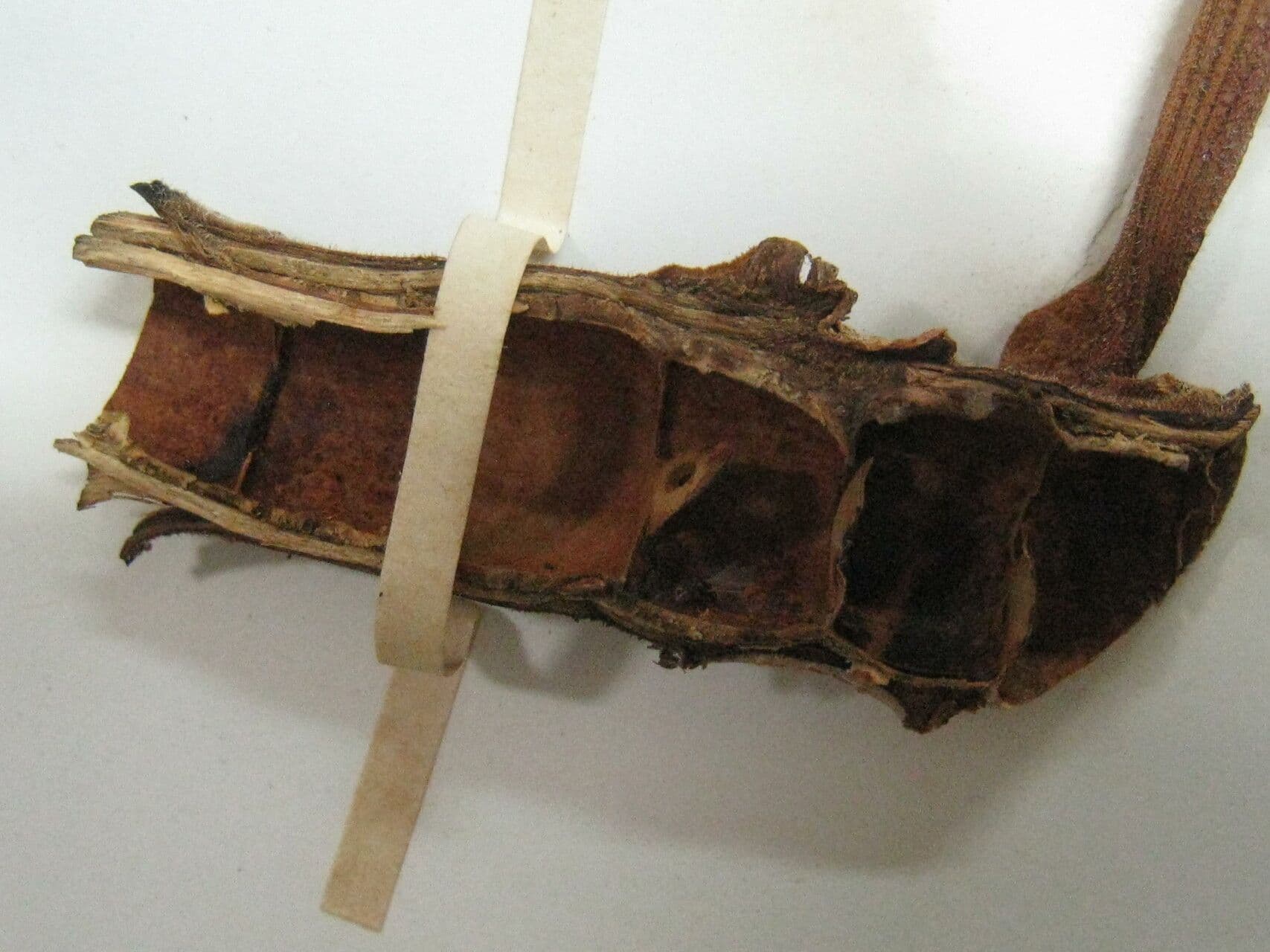Albero serpente 11