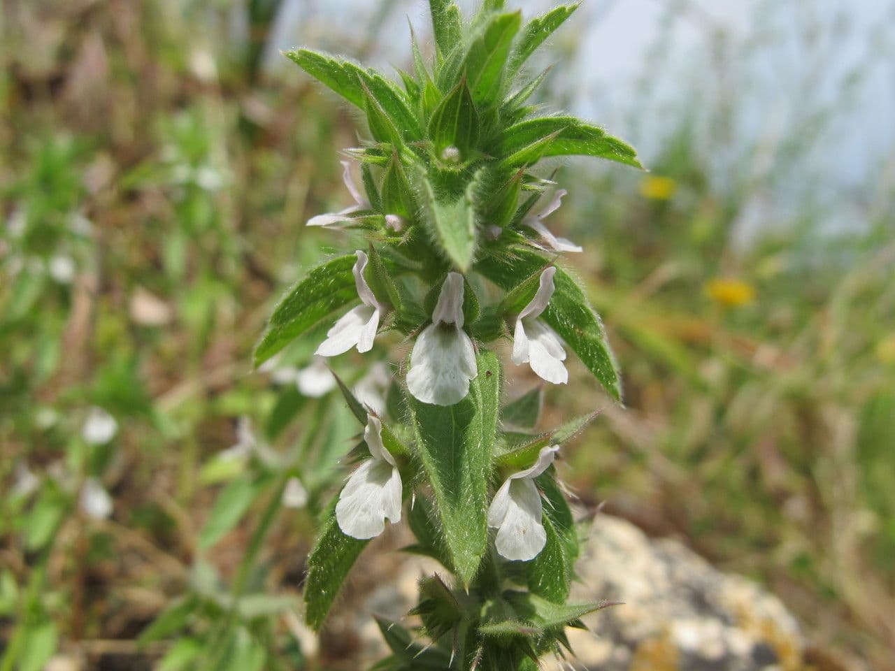 Sideritis romana 22