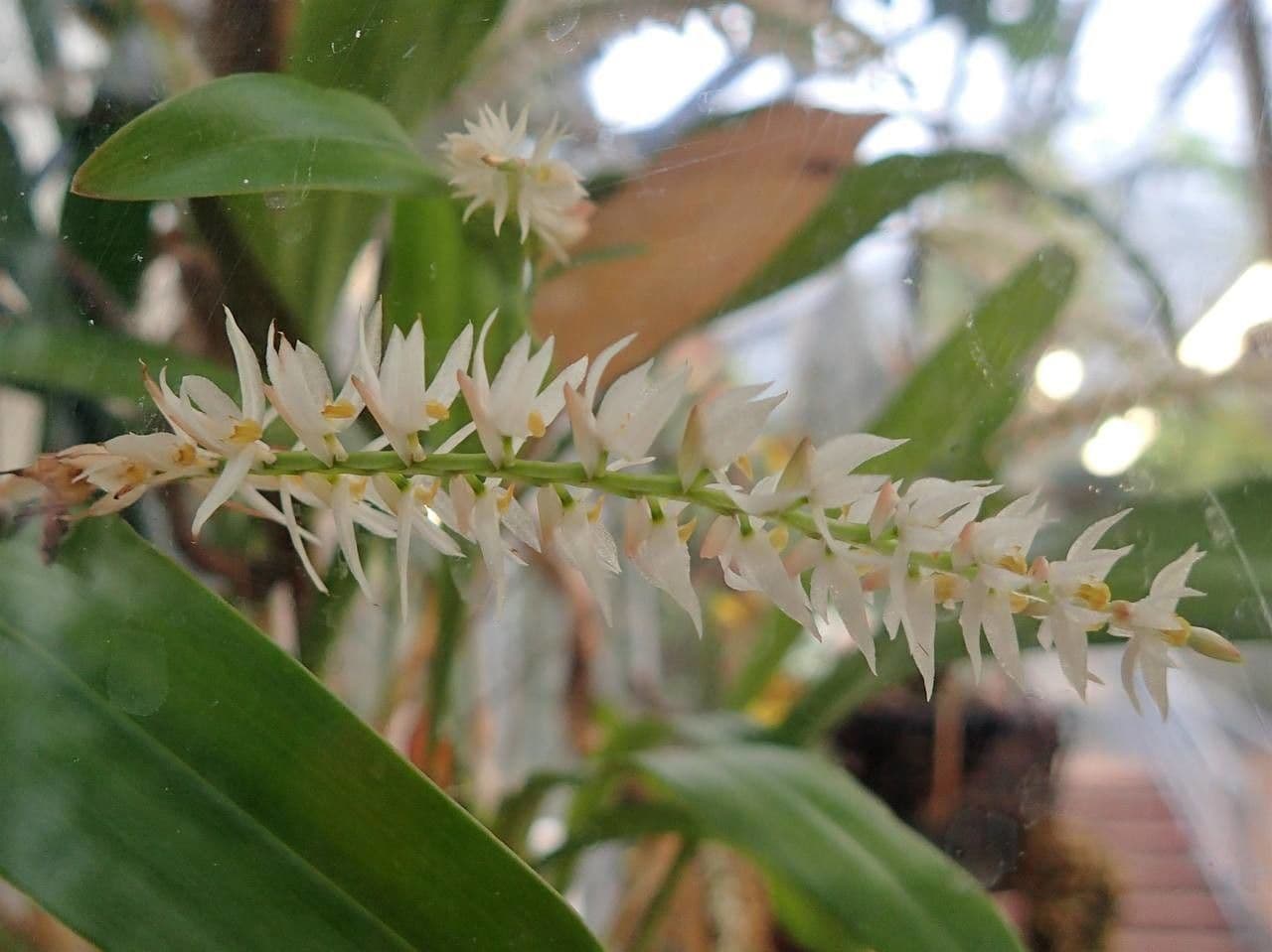 Orchidée queue de chat 9