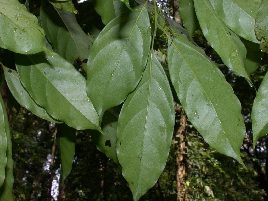 Ocotea cernua 14