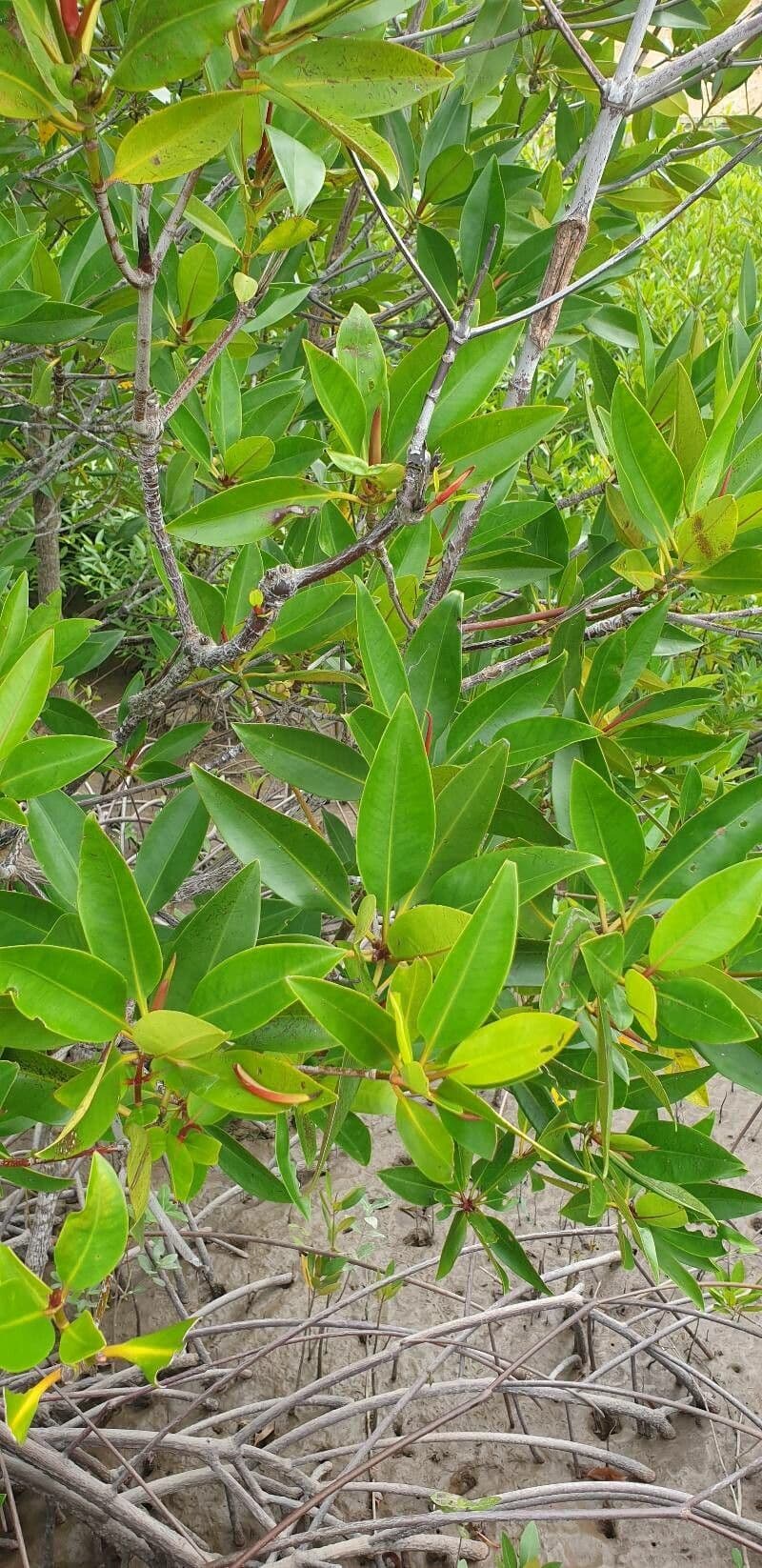 Rhizophora 8