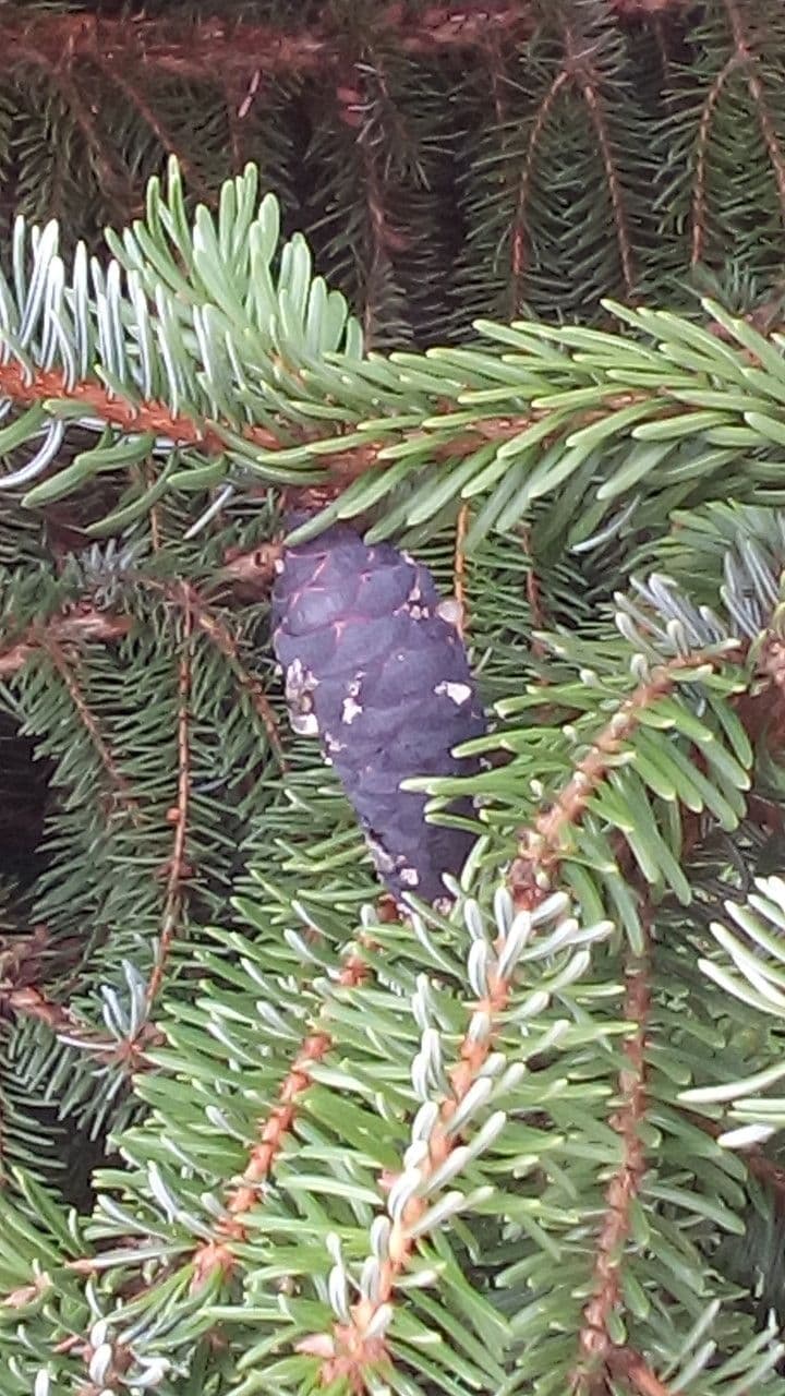 Omorikafichte 2