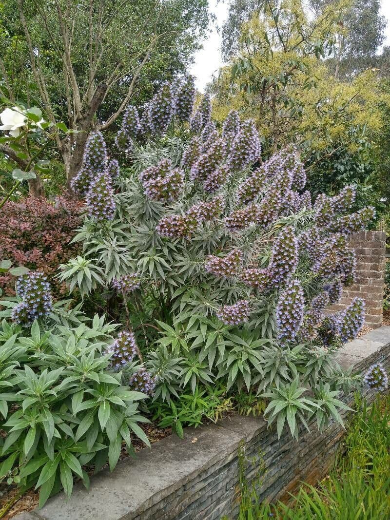 Echium di Madeira 22