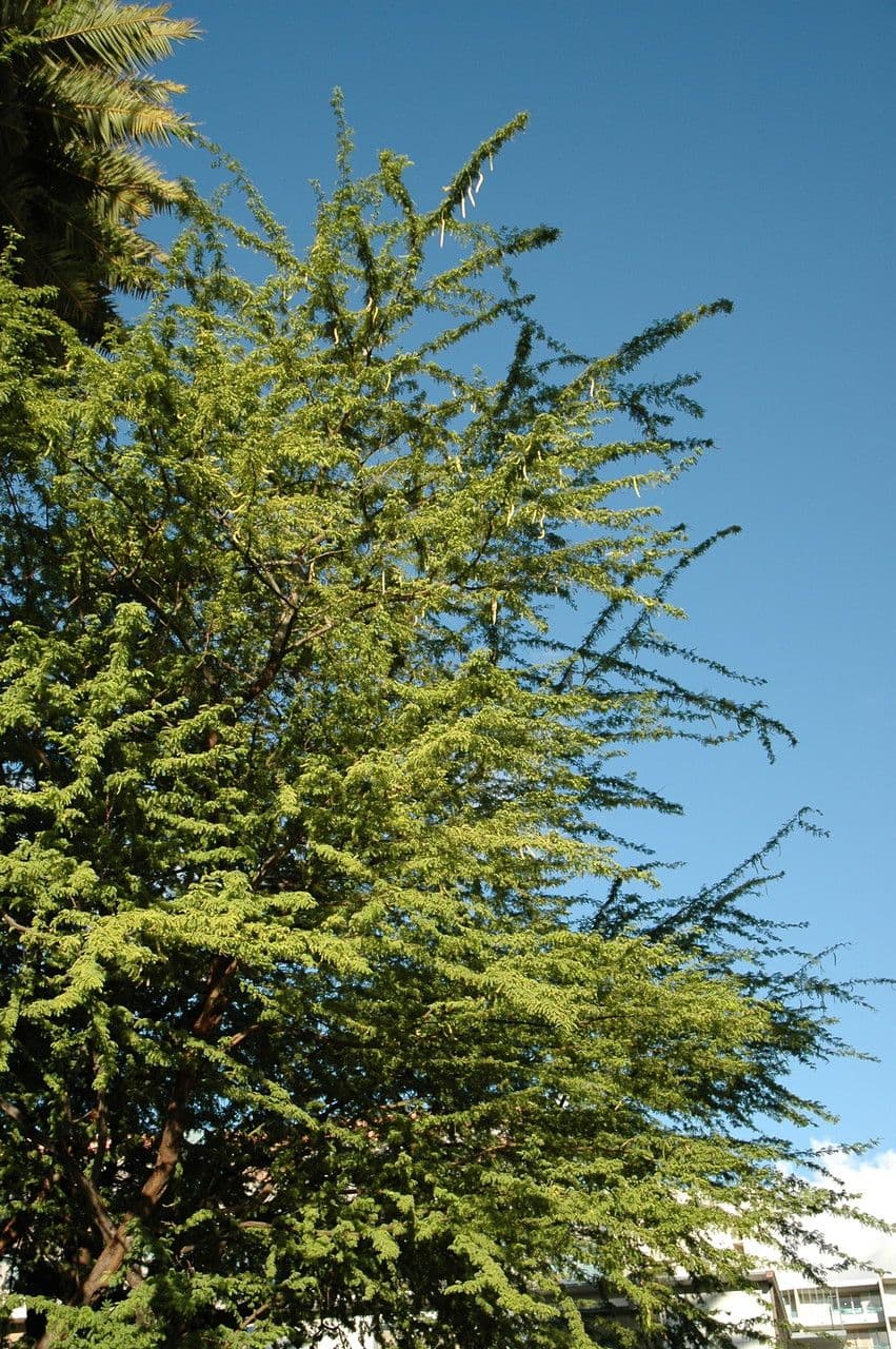 Prosopis 3
