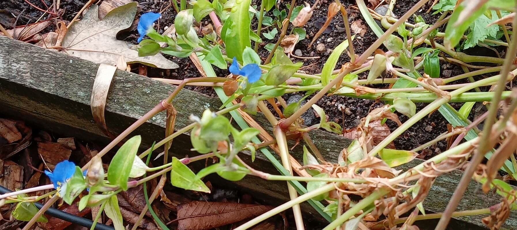 Commelina comune 13
