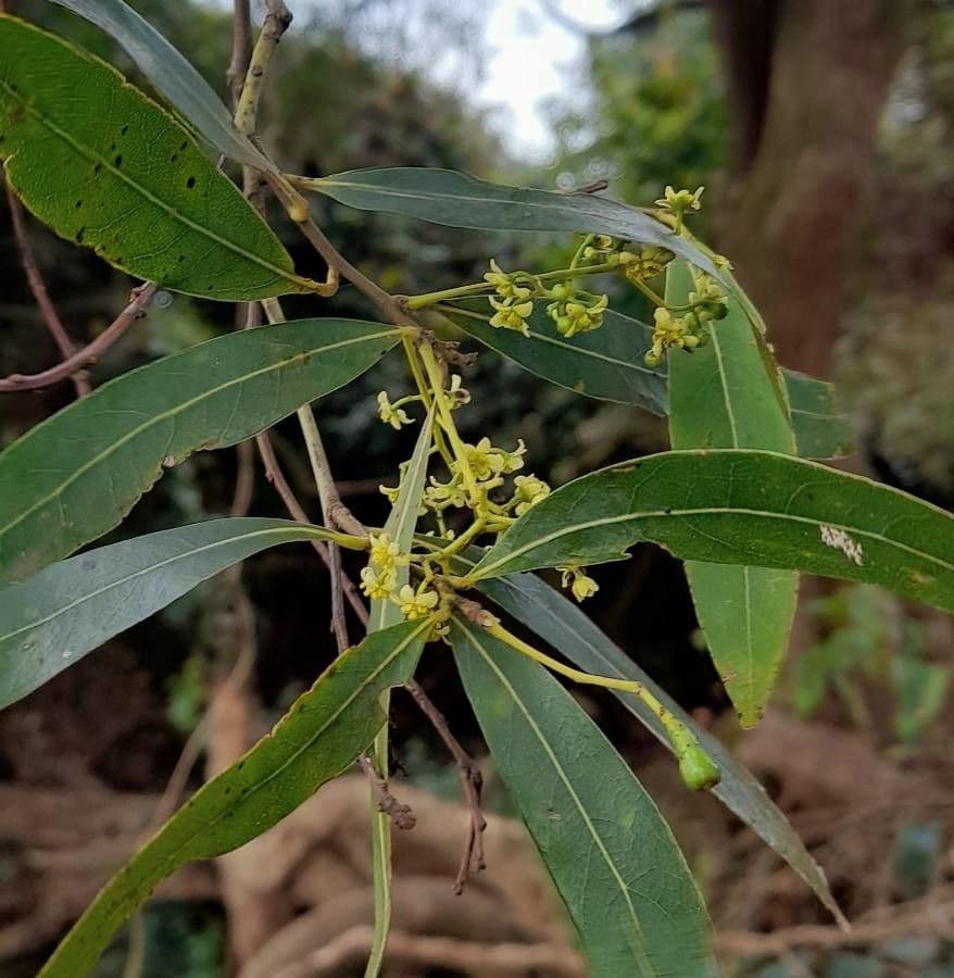 Ocotea 2