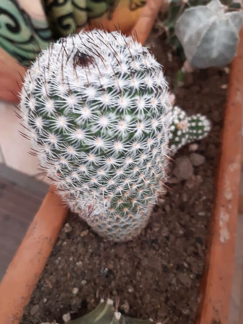 Mammillaria 2
