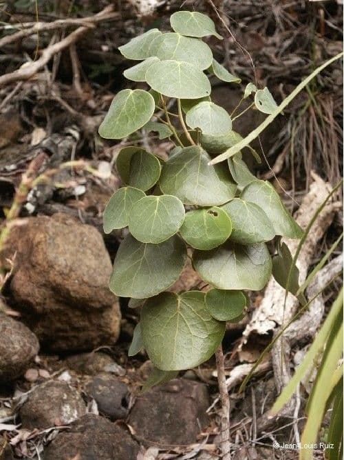 Phyllanthus 6