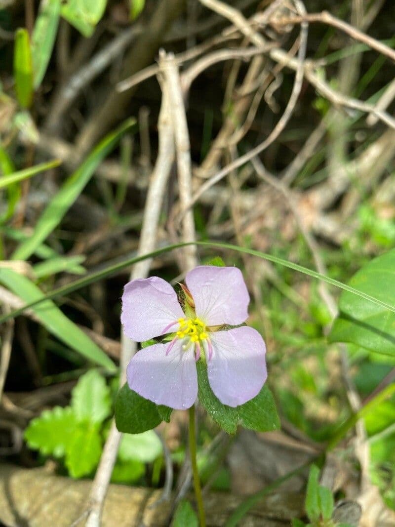 Falsa prateria 2