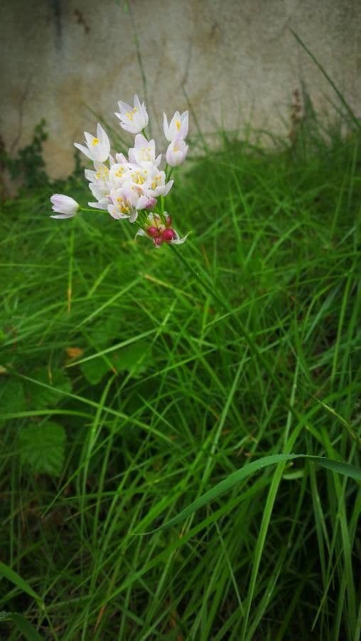 Aglio roseo 2