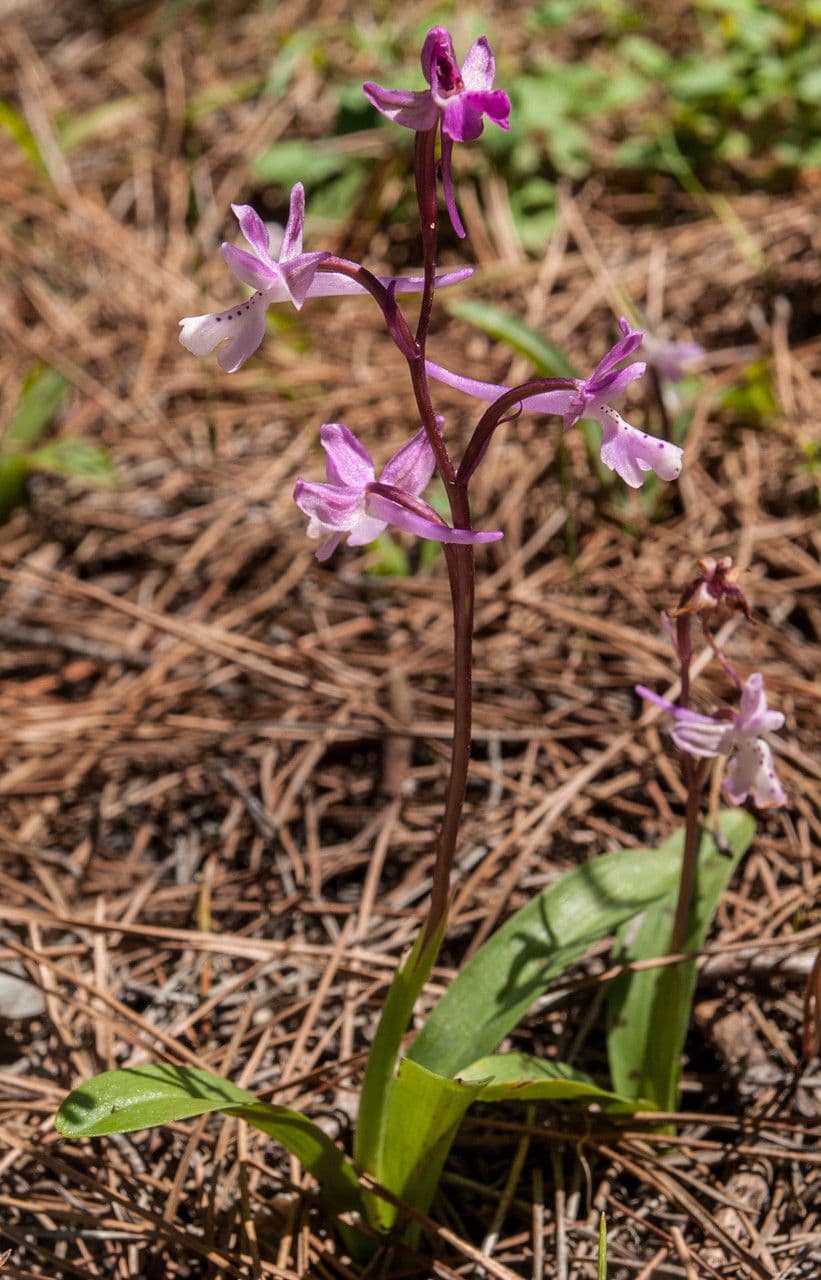 Orchis 7