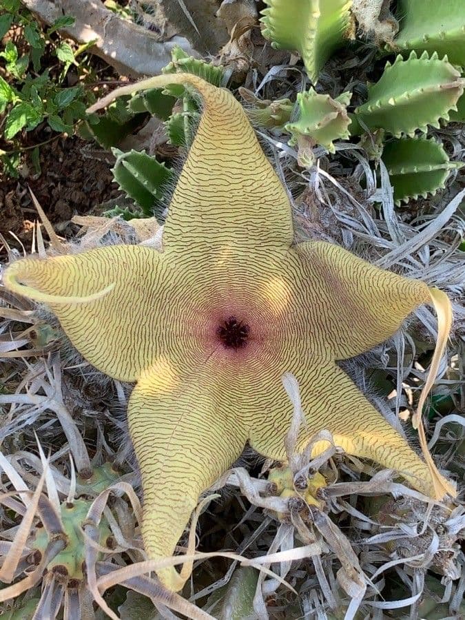 Stapelia 5