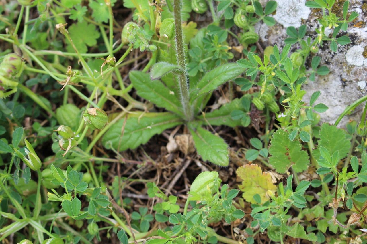 Biscutella 17
