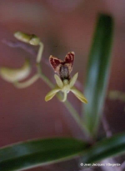 Dendrobium 4