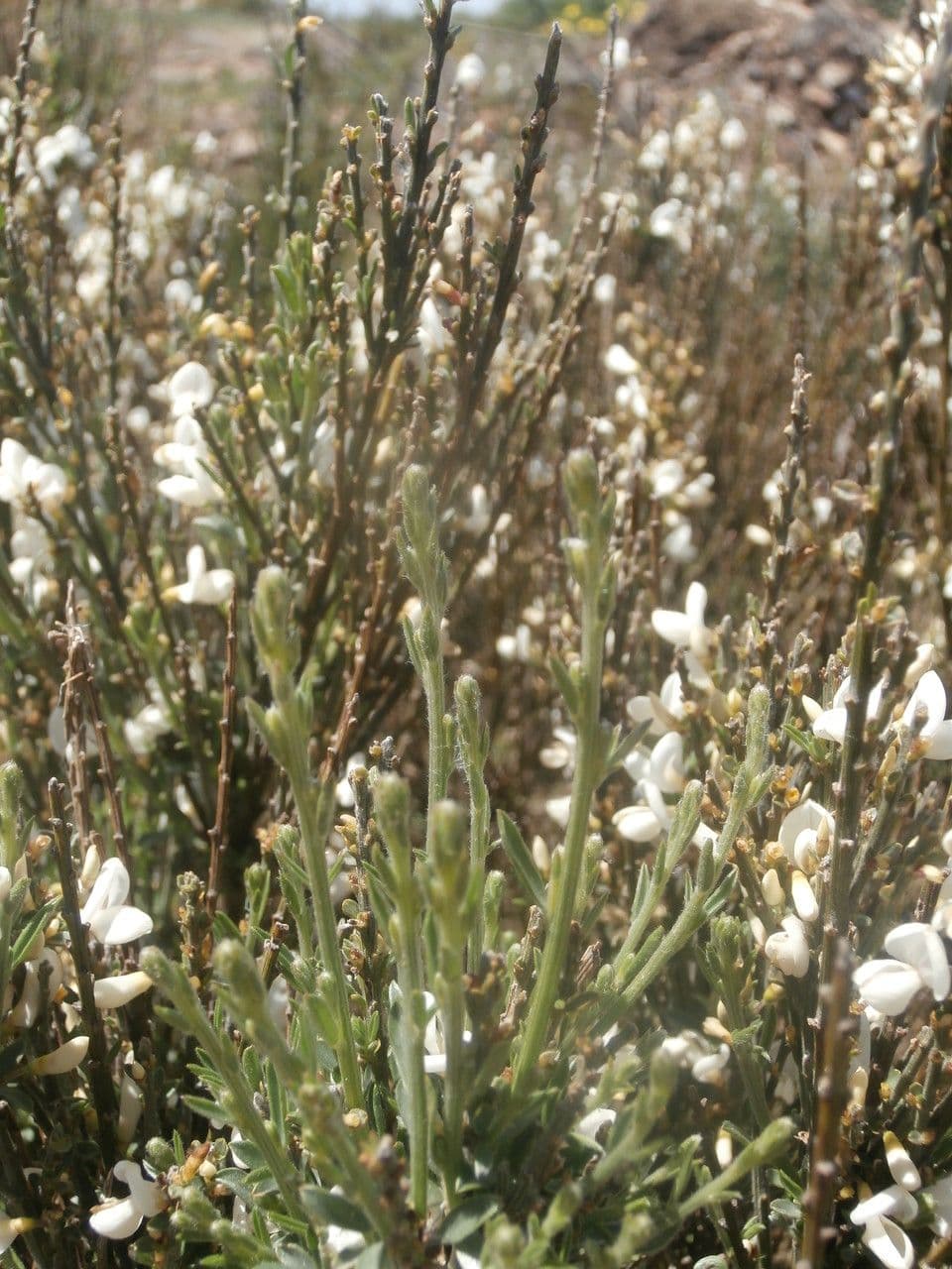 Ginestra multiflora 13
