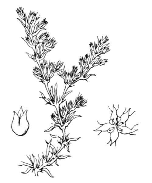 Spanische Loeflingia 25