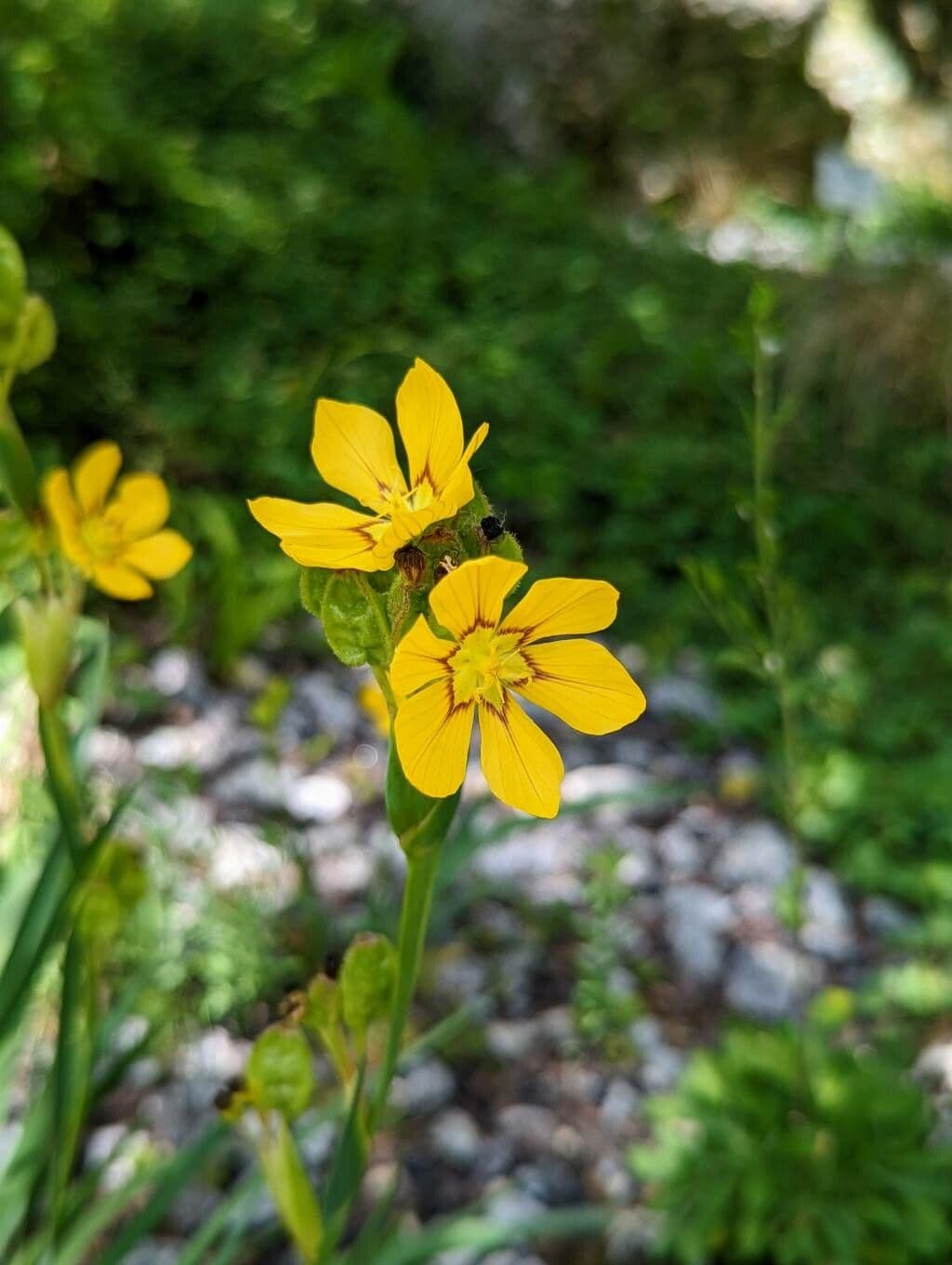 Sisyrinchium 5