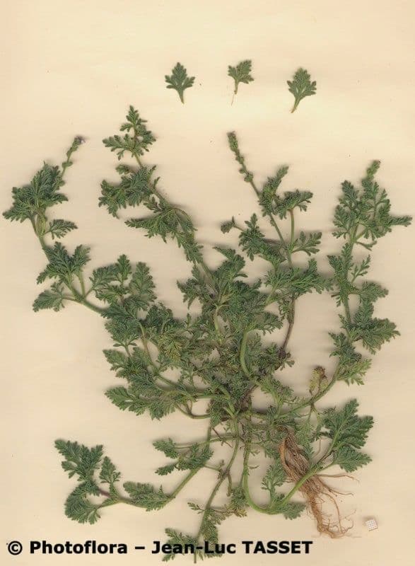 Verbena prostrata 9