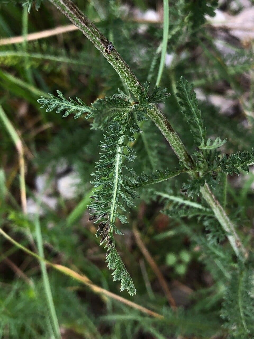 Achillea roseo-alba 15