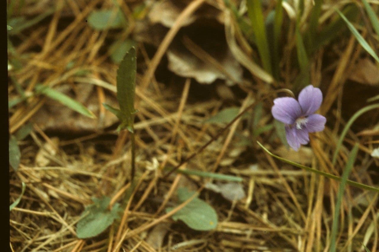 Viola sagittata 9