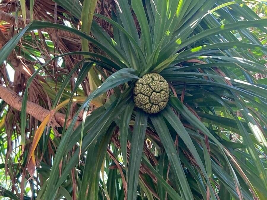 Pandanus tectorius 8