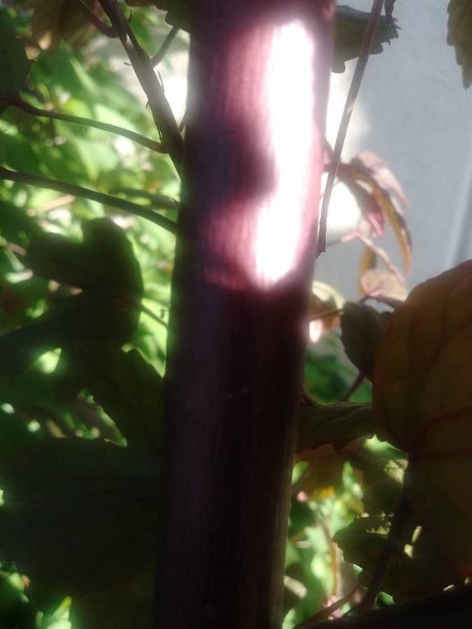 Essigblättriger Hibiskus 16