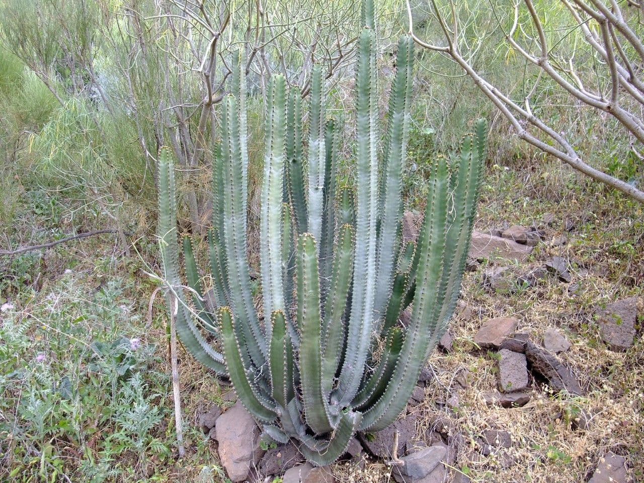 Tabaiba gigante 12