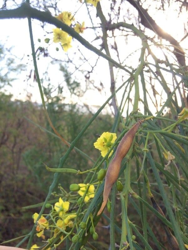 Parkinsonia 2