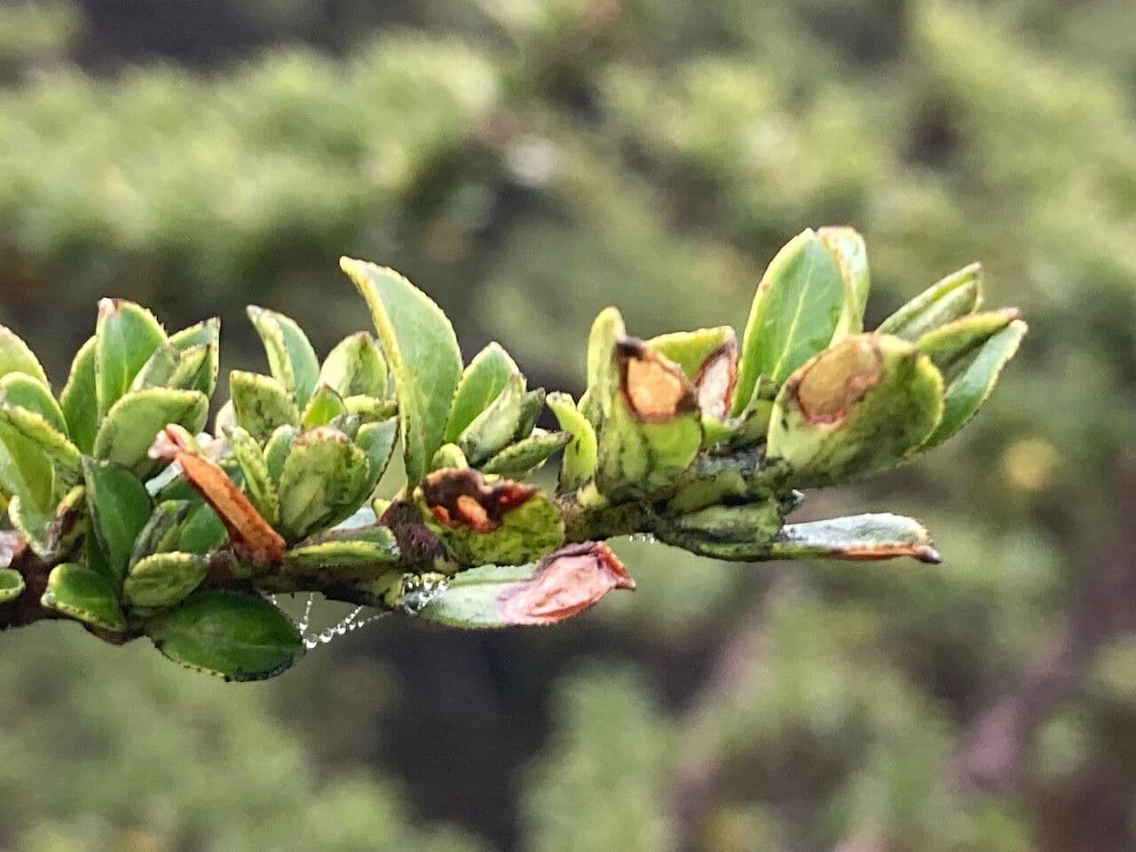 Escallonia 12