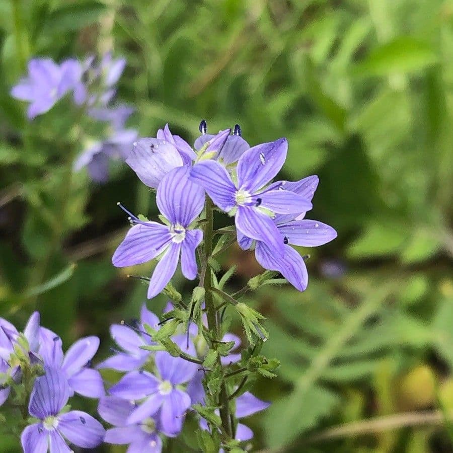Veronica orsiniana 3