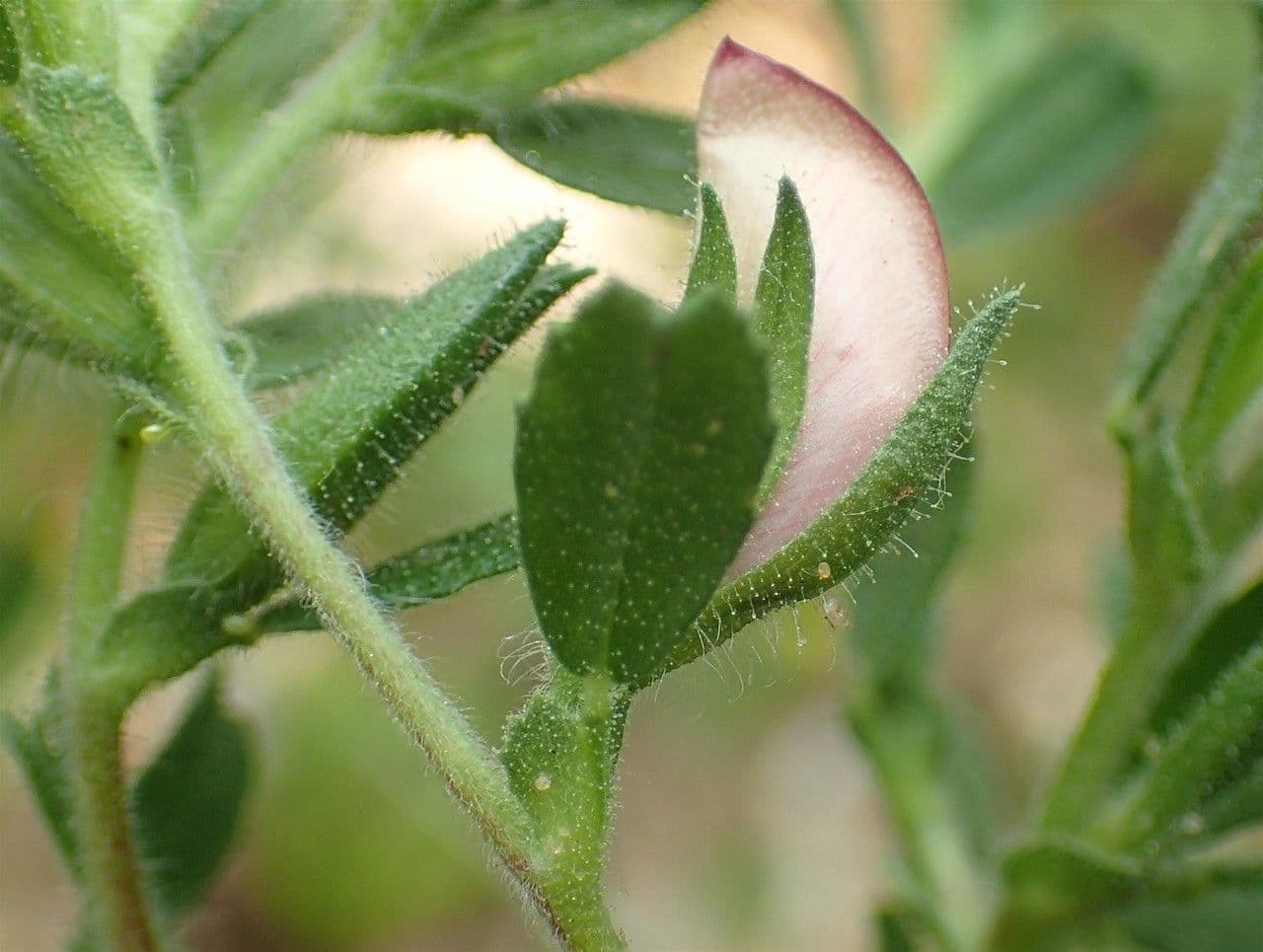 Ononide spinosa 4