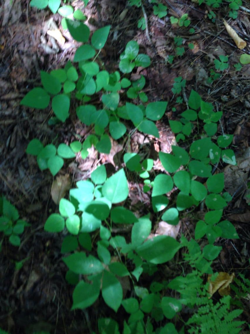 Amphicarpaea bracteata 12