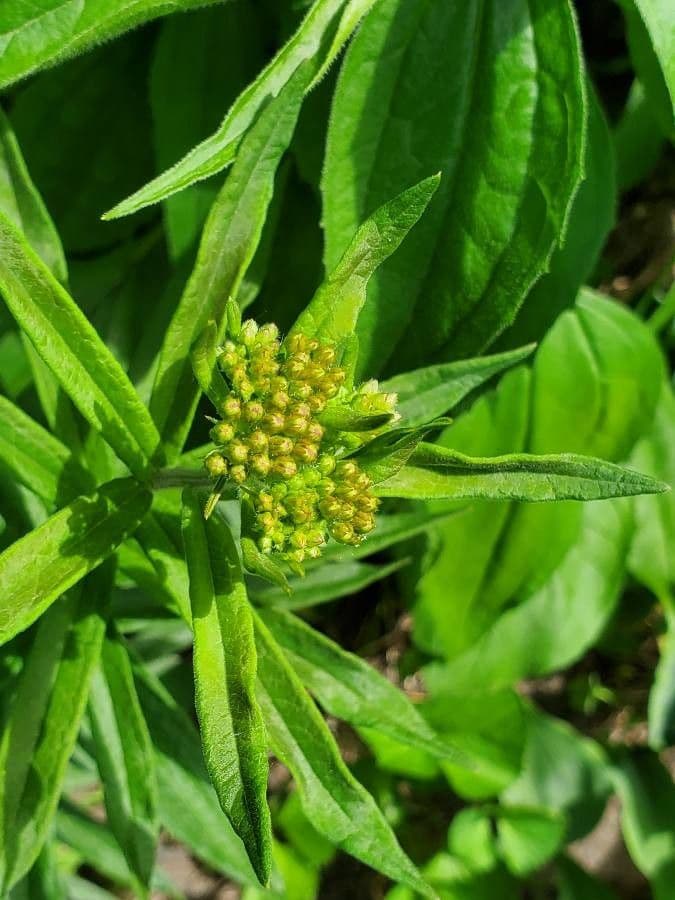 Asclepiade tuberosa 18
