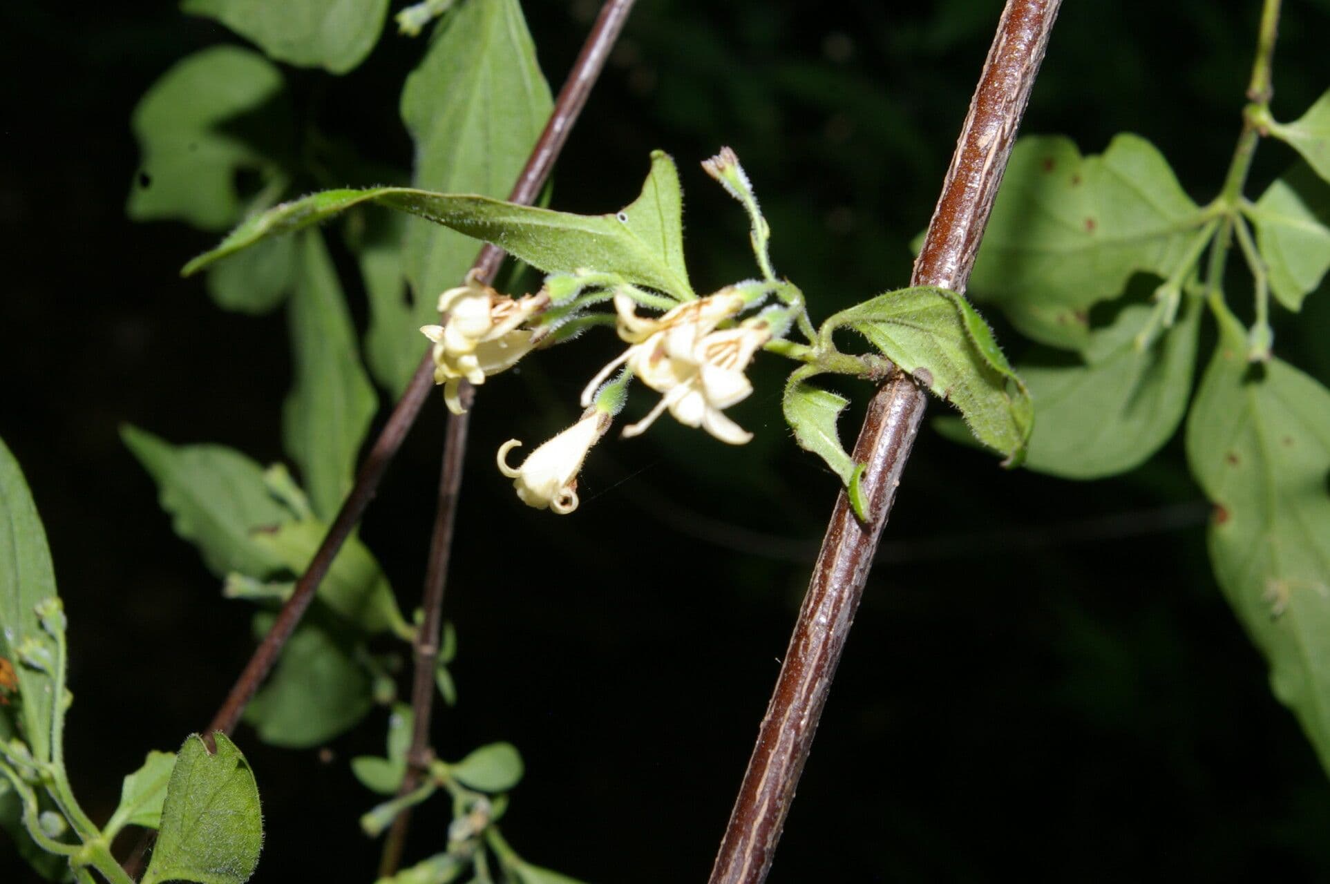Chiococca 5