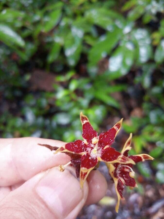 Sterculia 3