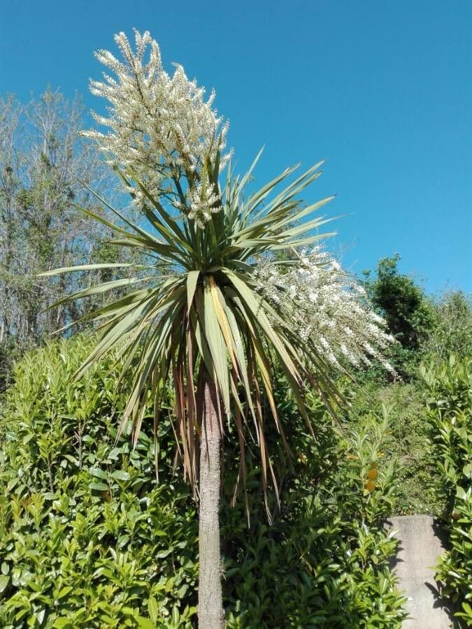 Albero cavolo 9