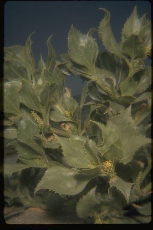 Stillingia spinulosa 4