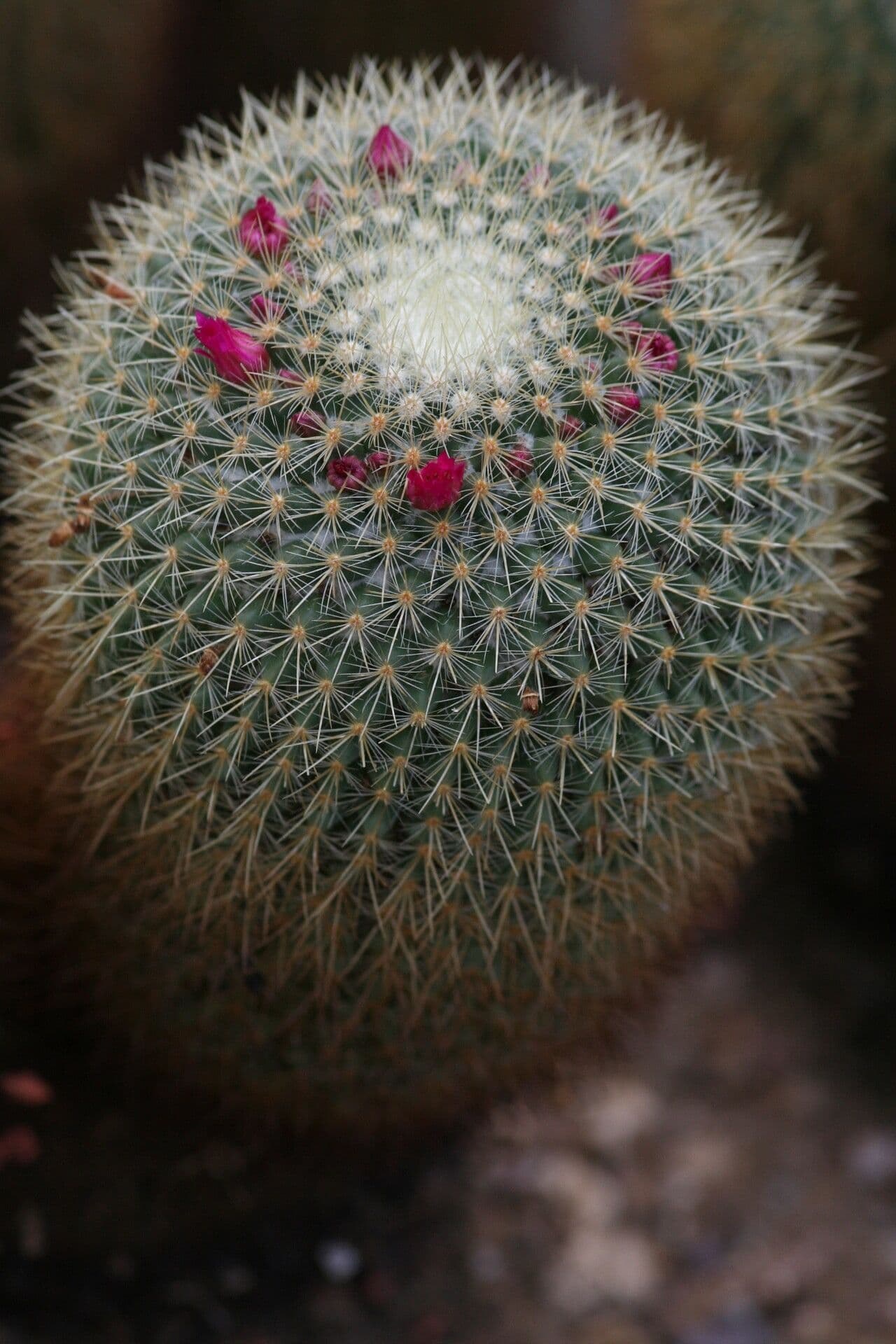 Cactus