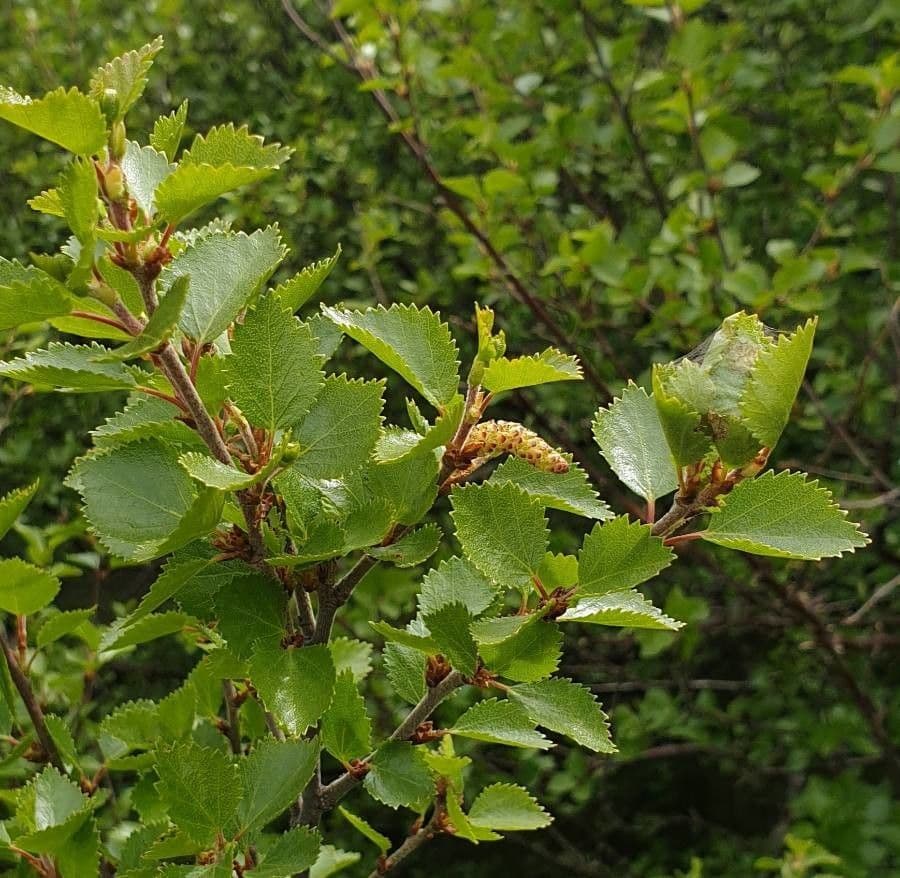 Betula humilis 16