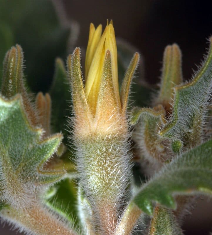 Mentzelia 2