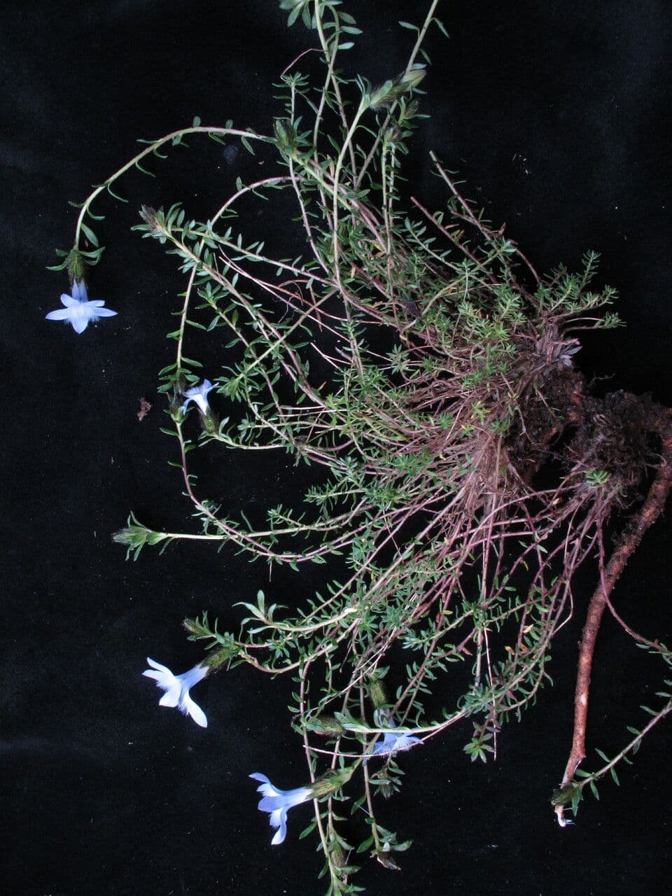 Cyananthus 8
