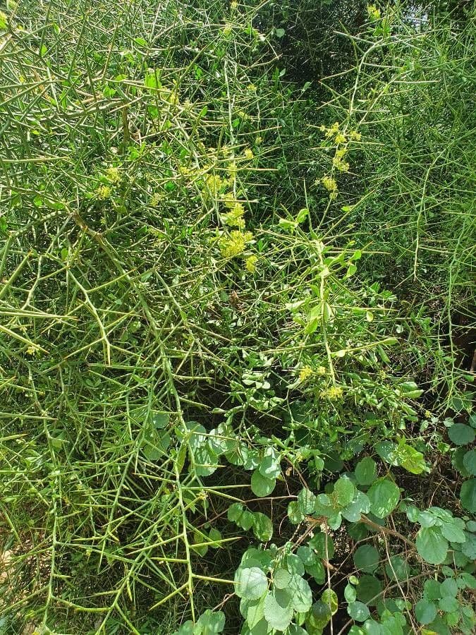 Dattier du désert 11