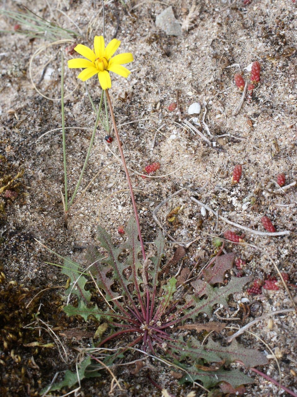 Felsen-Löwenzahn 9