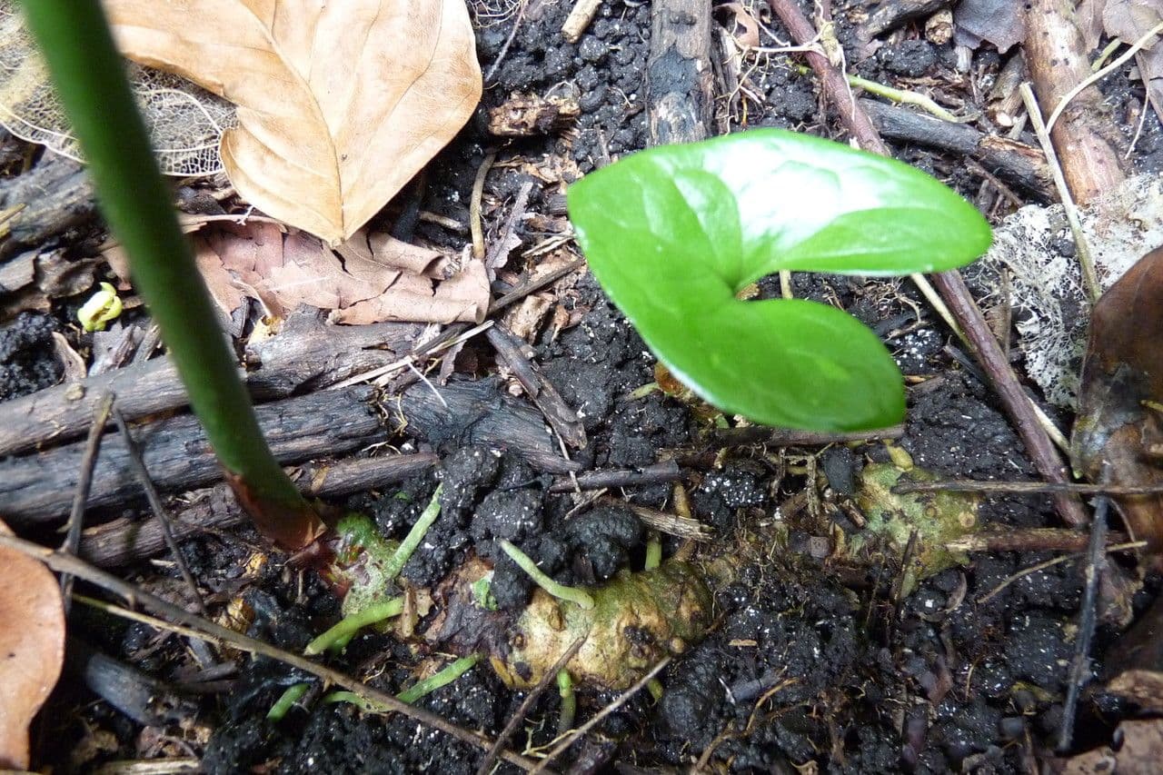 Nephthytis 9